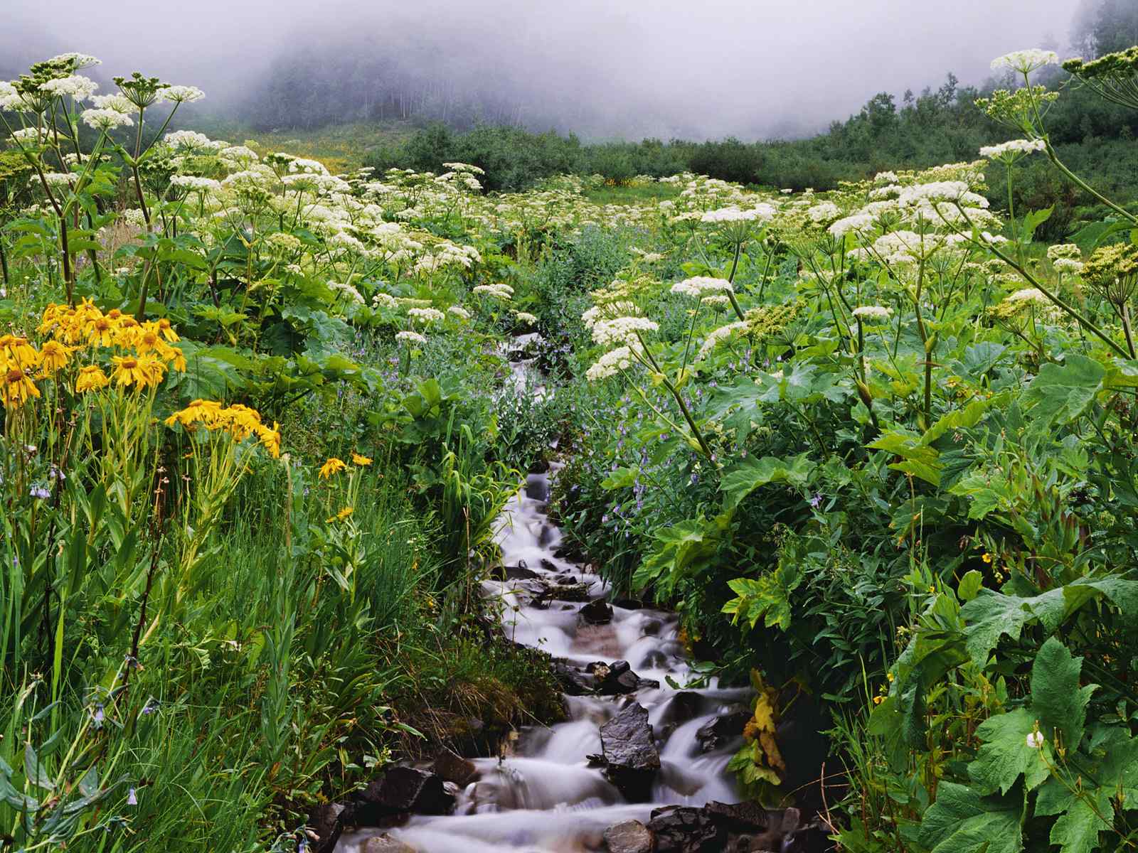 小溪流水风景壁纸