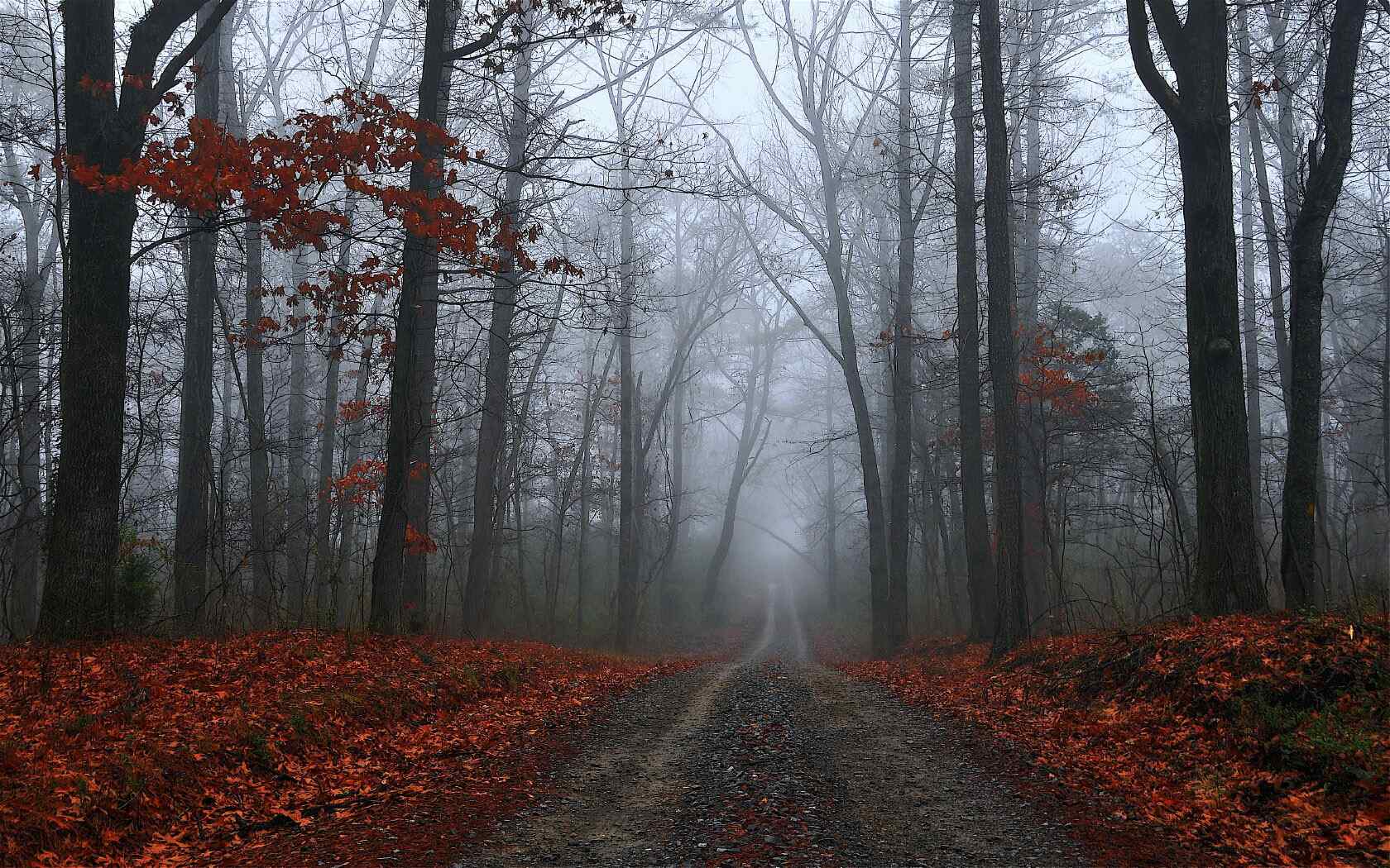 幽静道路风景壁纸