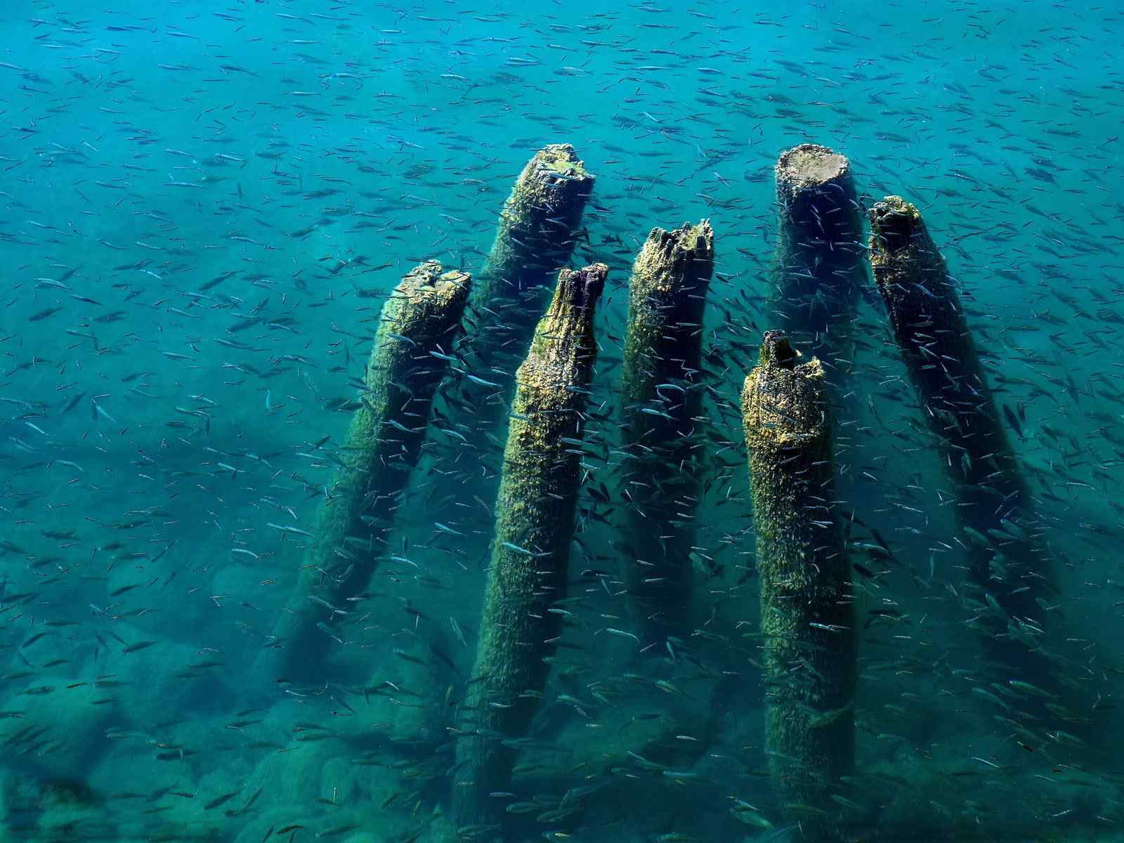 湖水生物高清摄影壁纸