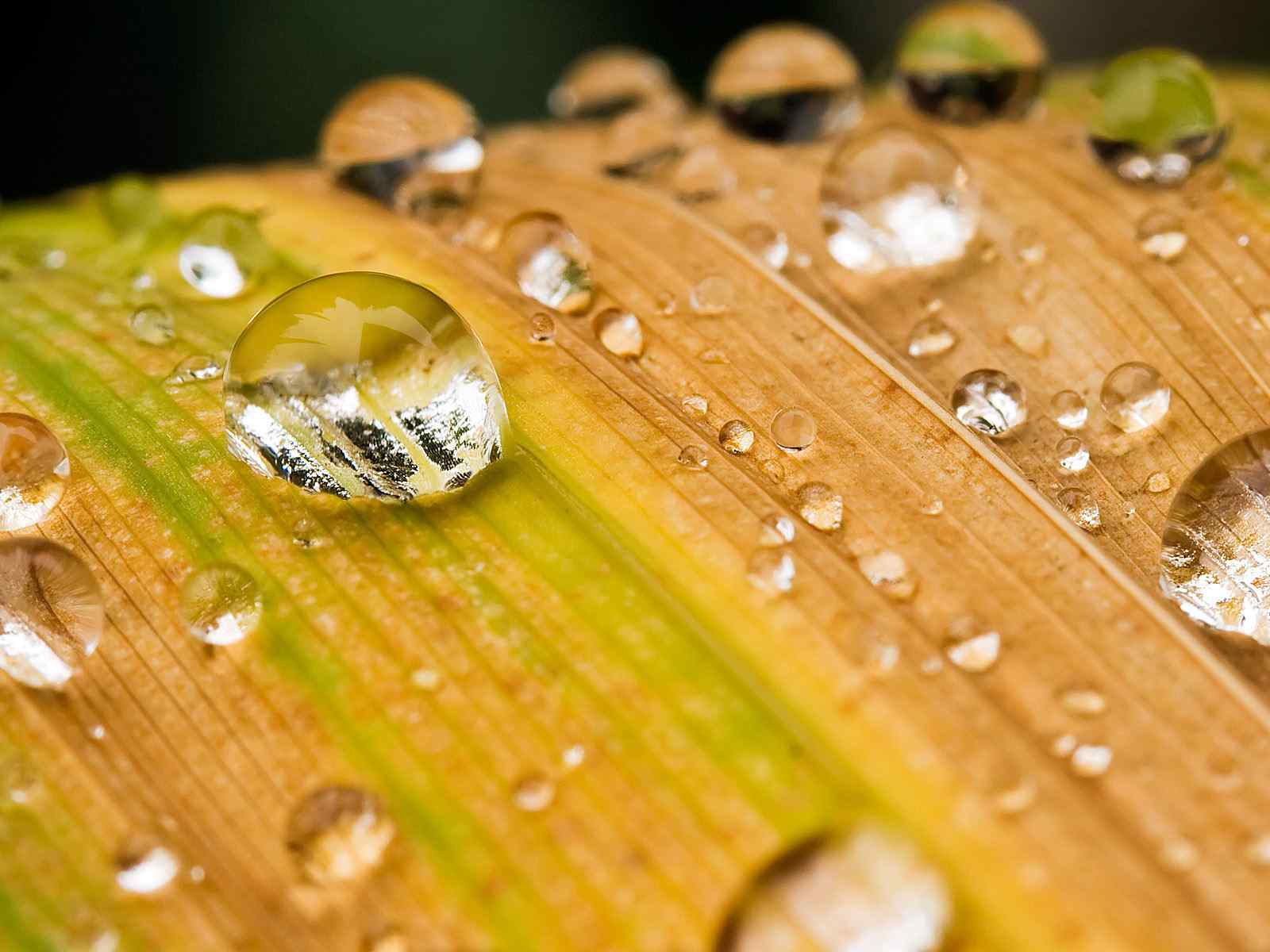 晶莹露珠摄影壁纸