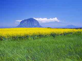 油菜花田风景壁纸