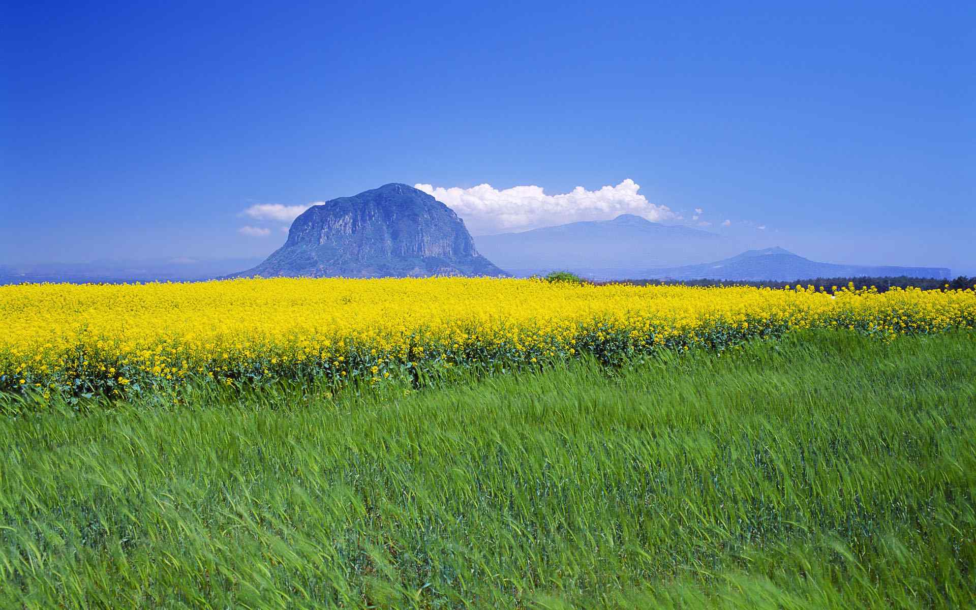 油菜花田风景壁纸