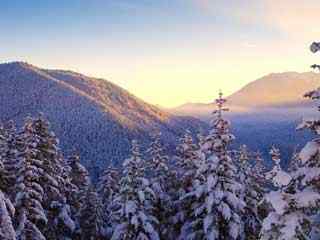 冬季森林雪景壁纸