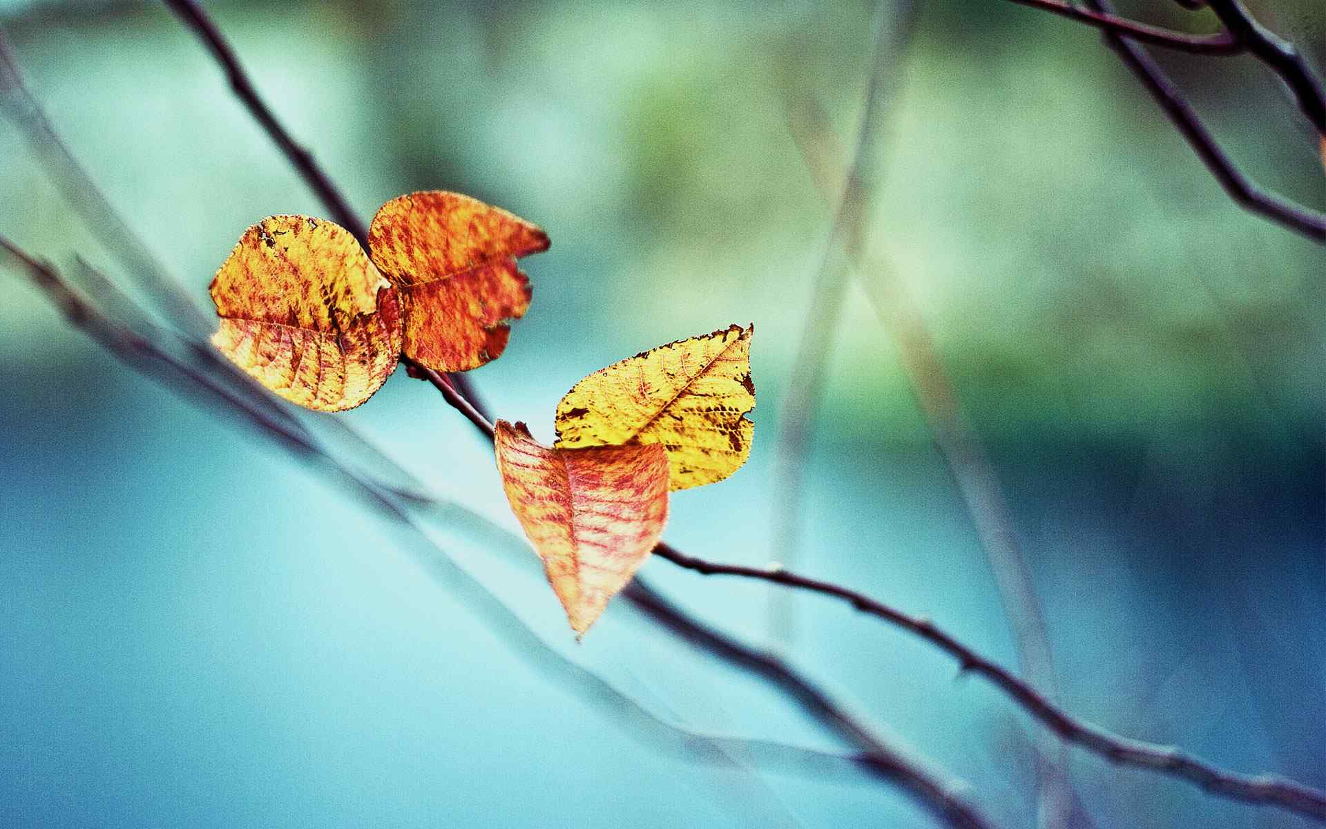 秋季叶子摄影壁纸