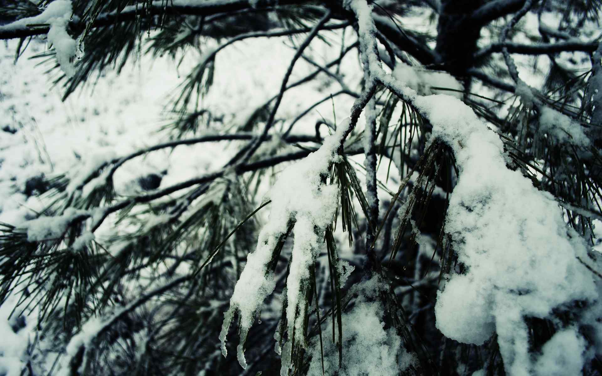 冬季雪景壁纸