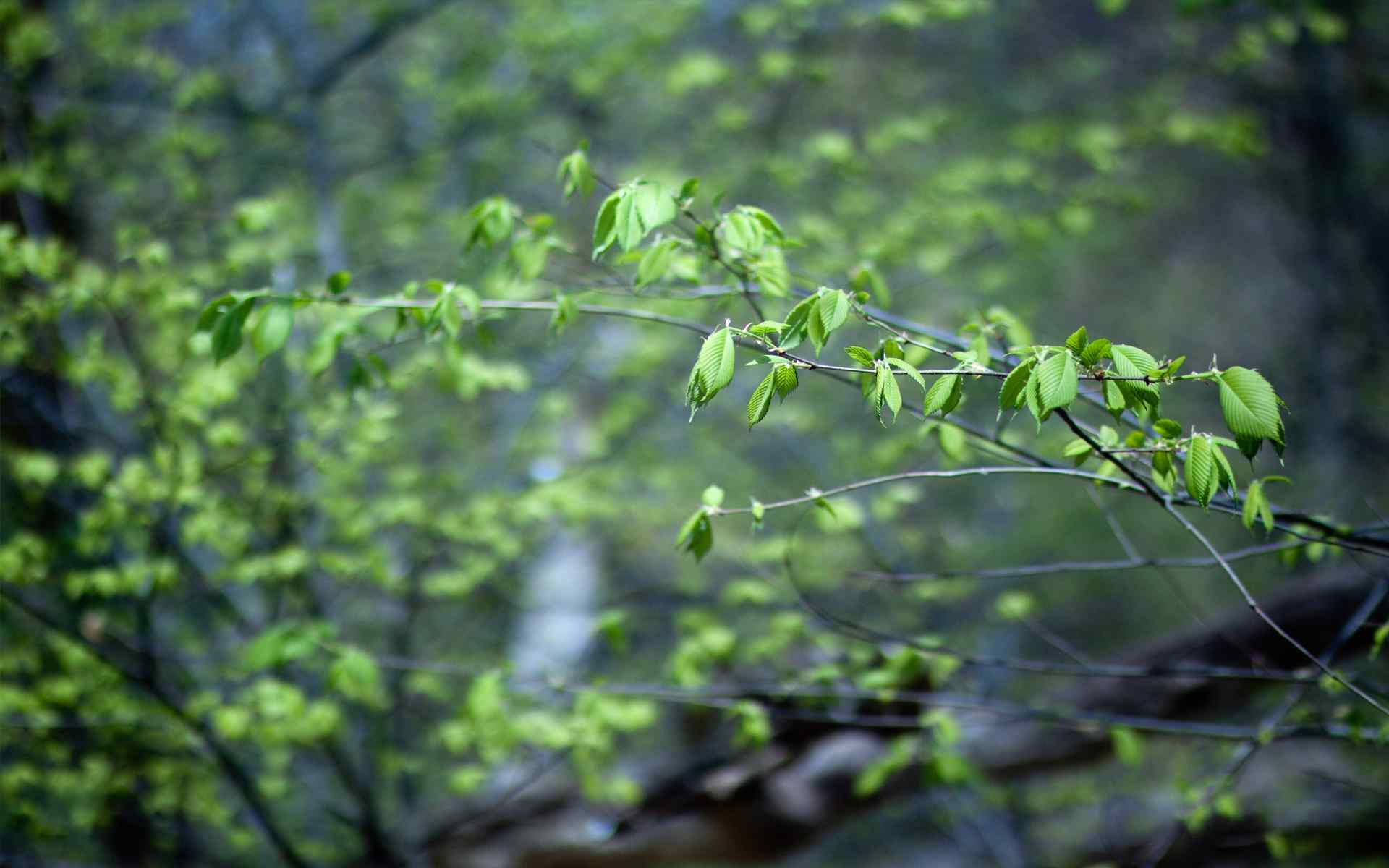 绿色森林摄影壁纸