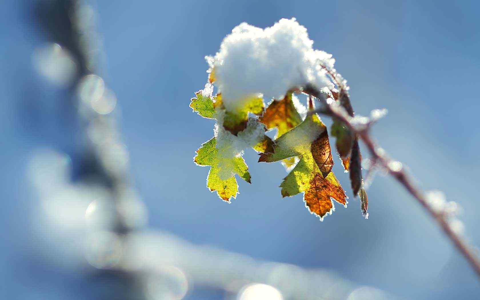 冬日雪景特写壁纸