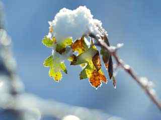 冬日雪景特写壁纸