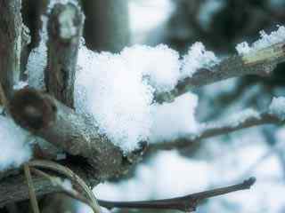 树枝白雪摄影壁纸