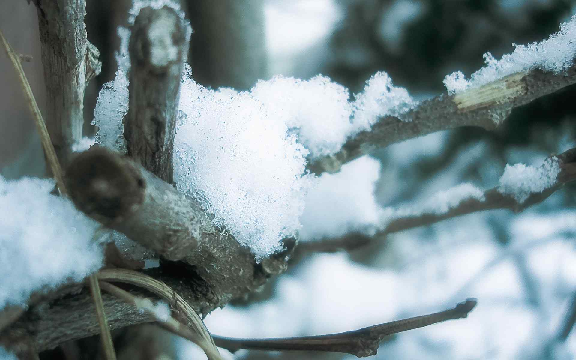 树枝白雪摄影壁纸