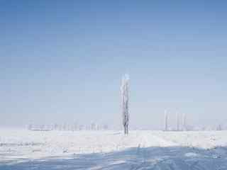 洁白雪景摄影壁纸