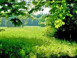 清新夏日草原风景壁纸