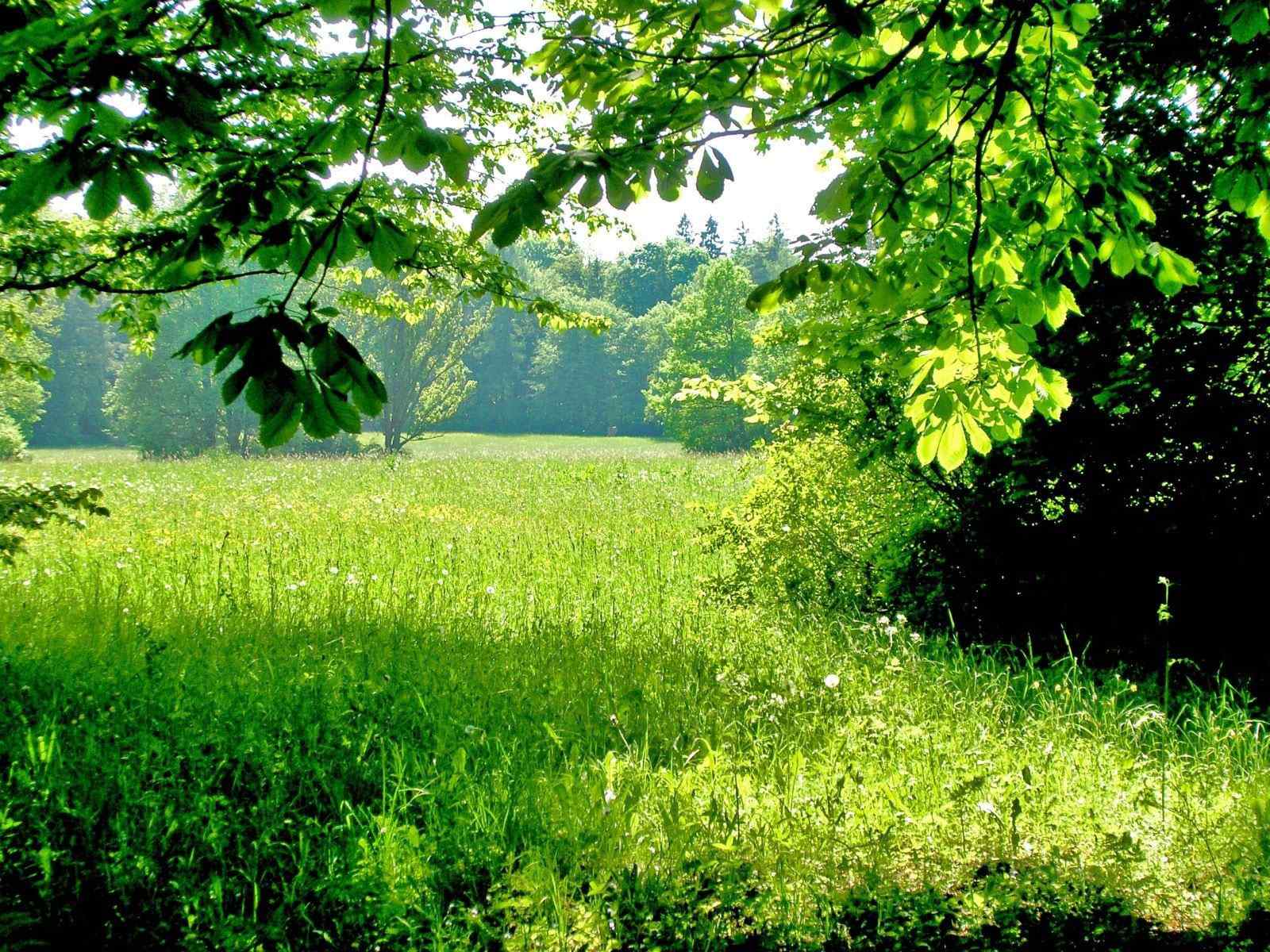 清新夏日草原风景壁纸