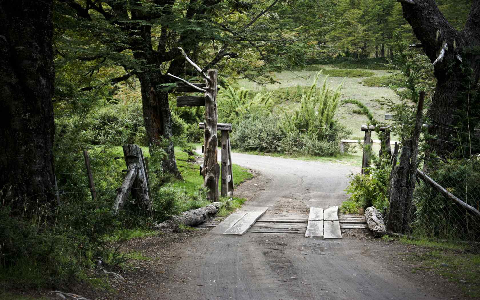 原林风景摄影壁纸