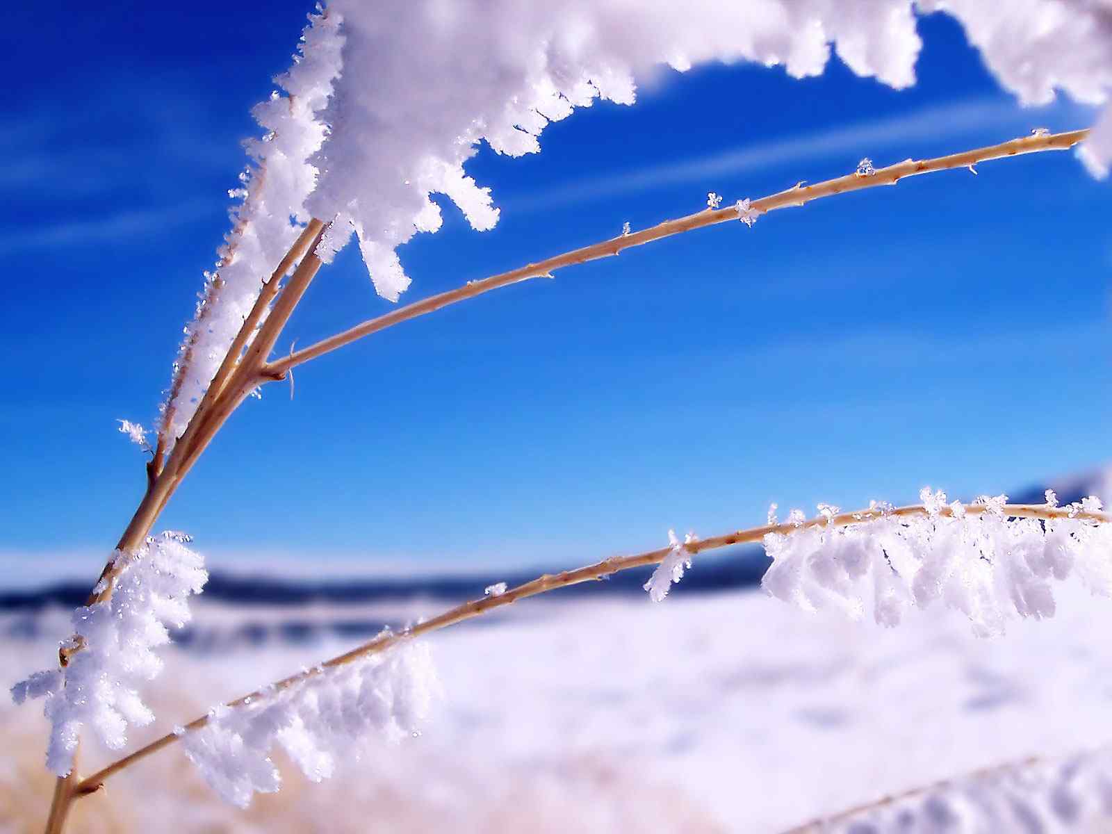 冰霜枝干摄影壁纸