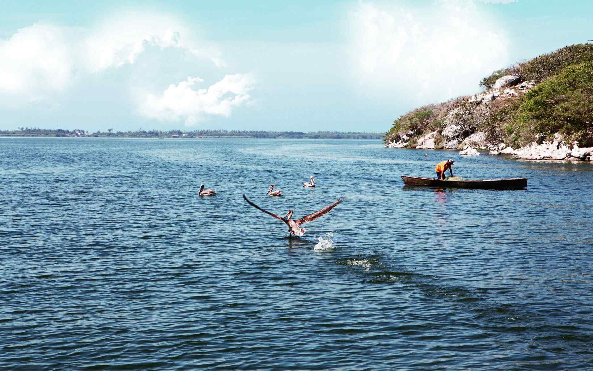 湖面海鸟风景壁纸