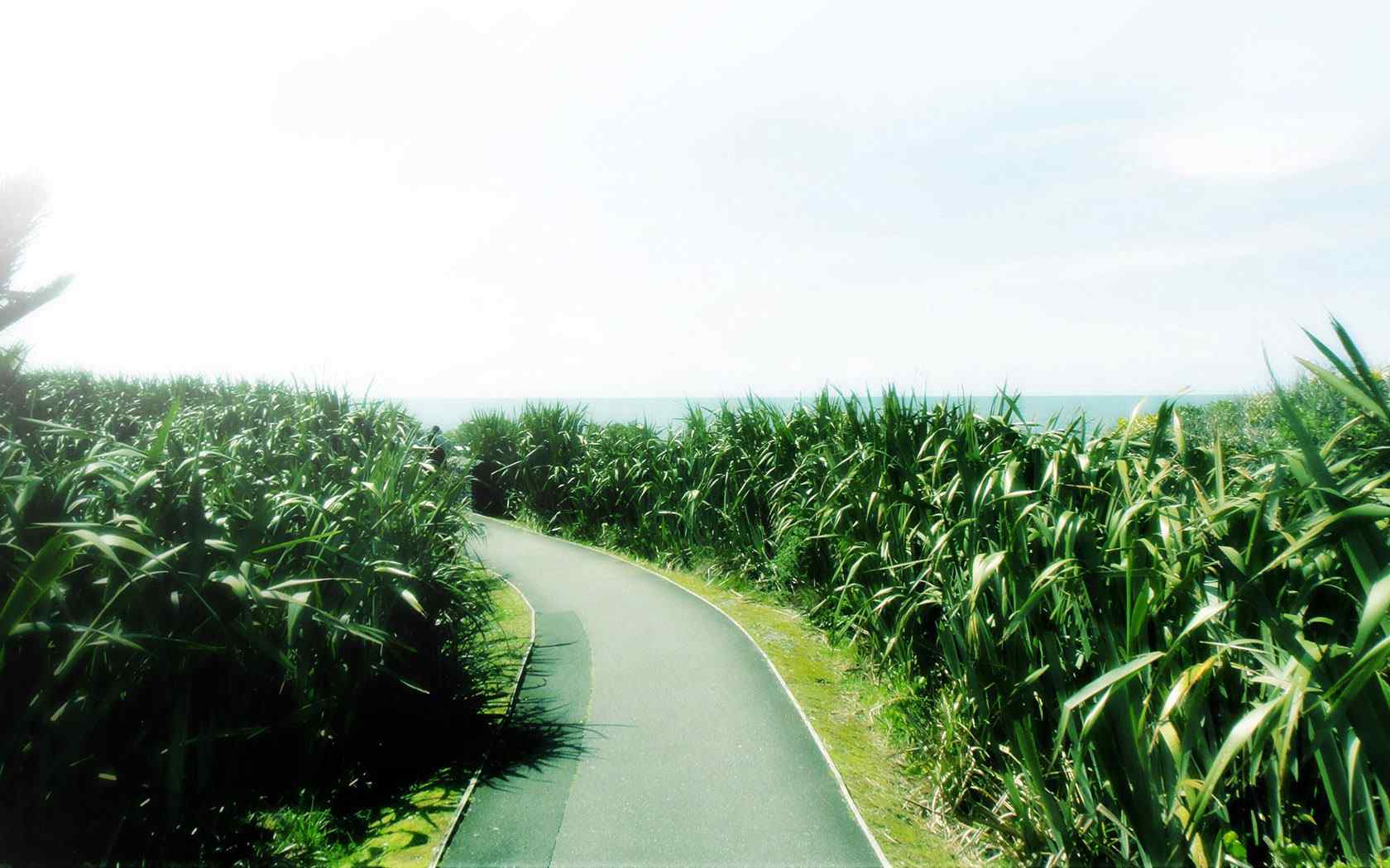 玉米田地风景壁纸