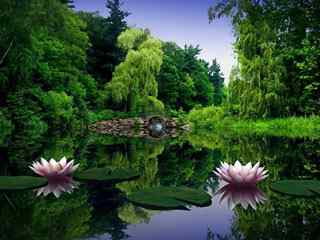 莲花池塘风景壁纸