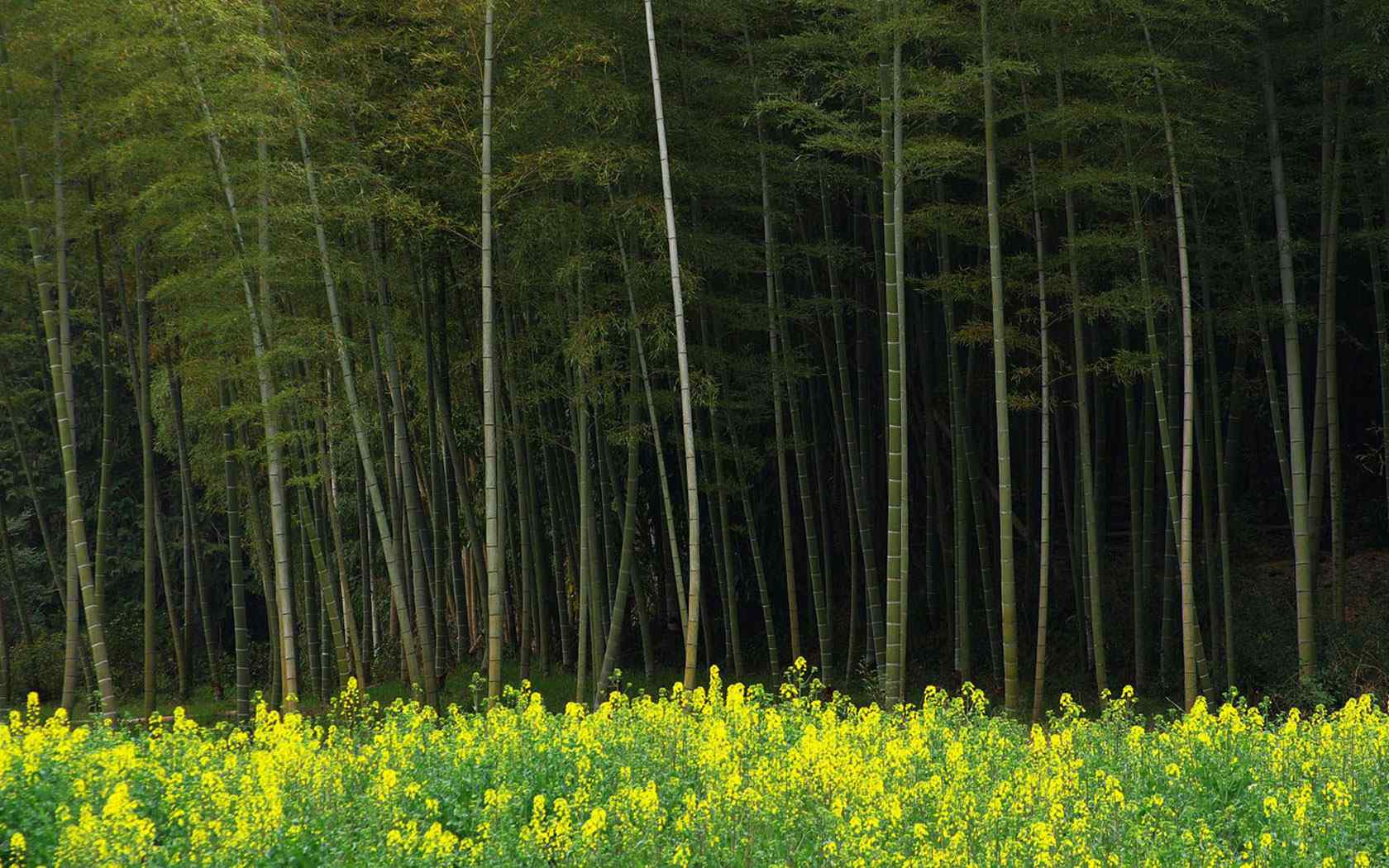  花田竹林风景壁纸