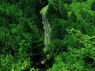 绿荫公路风景壁纸