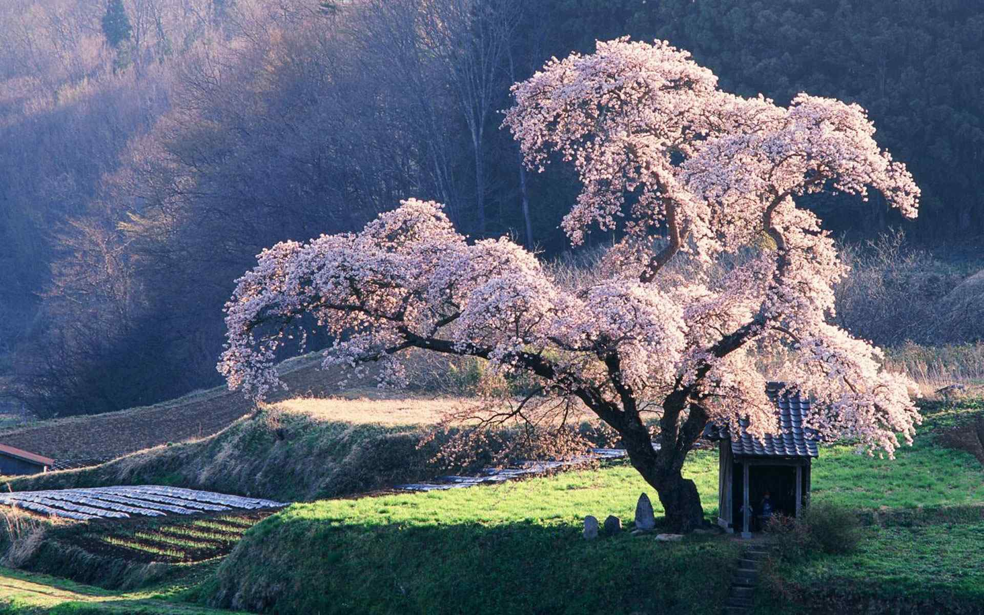 唯美山野风景壁纸