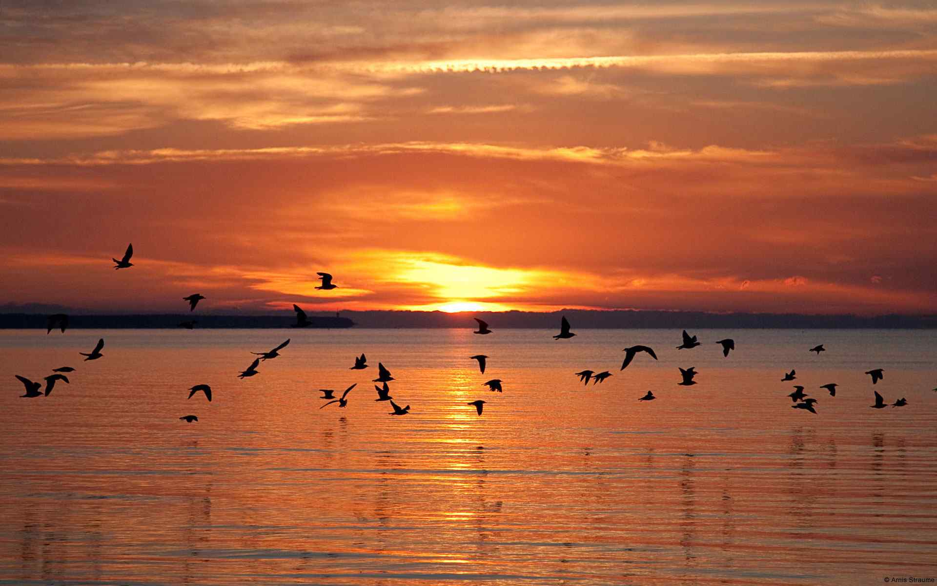 夕阳海鸥风景壁纸