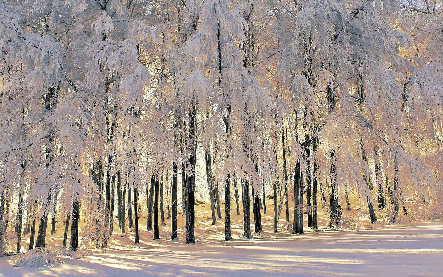 雪景森林风景壁纸