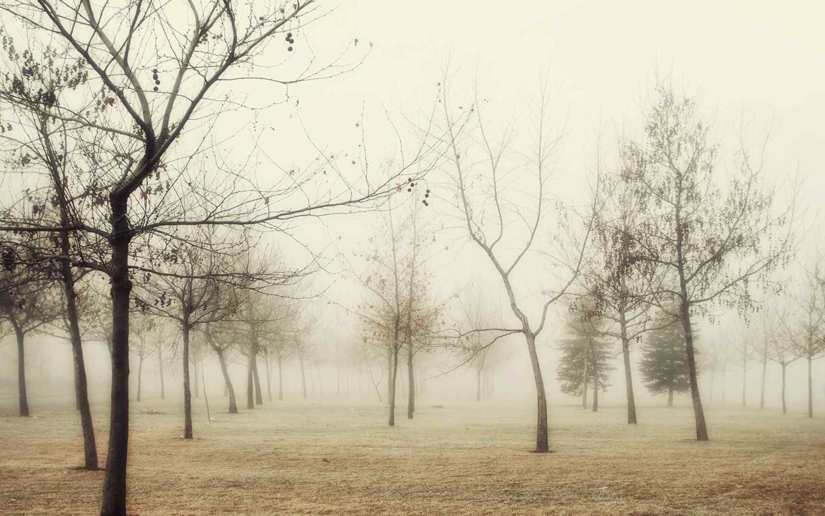 辽阔山林风景壁纸