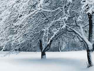 森林雪景摄影壁纸