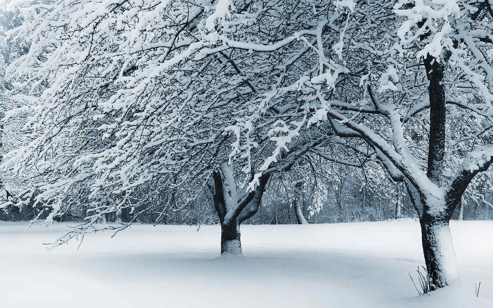 森林雪景摄影壁纸