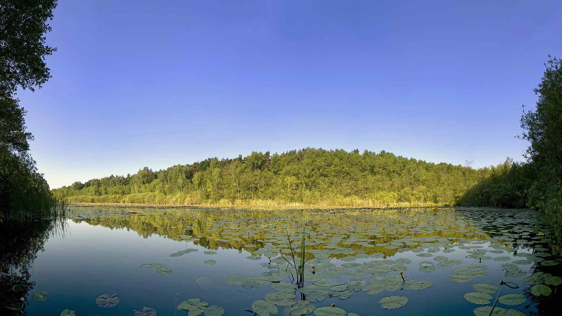 绿色荷塘风景壁纸