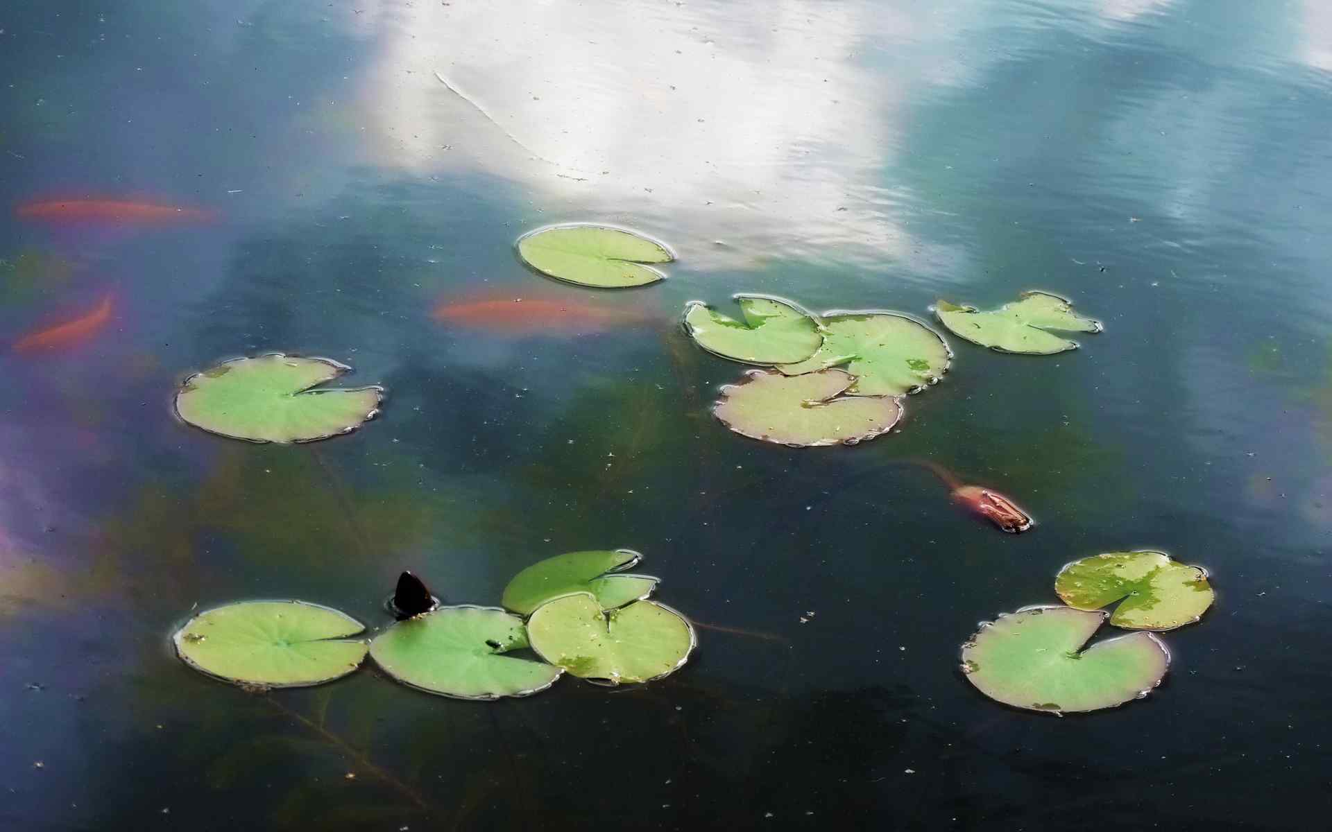 荷塘风景壁纸