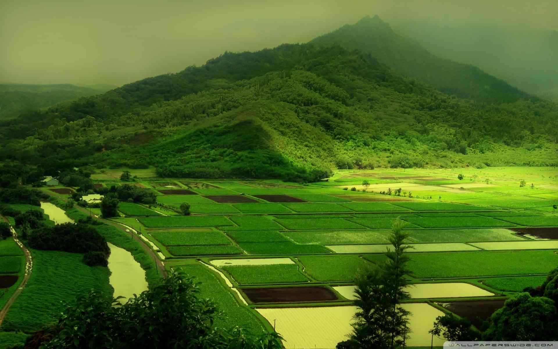 绿色田野风景壁纸