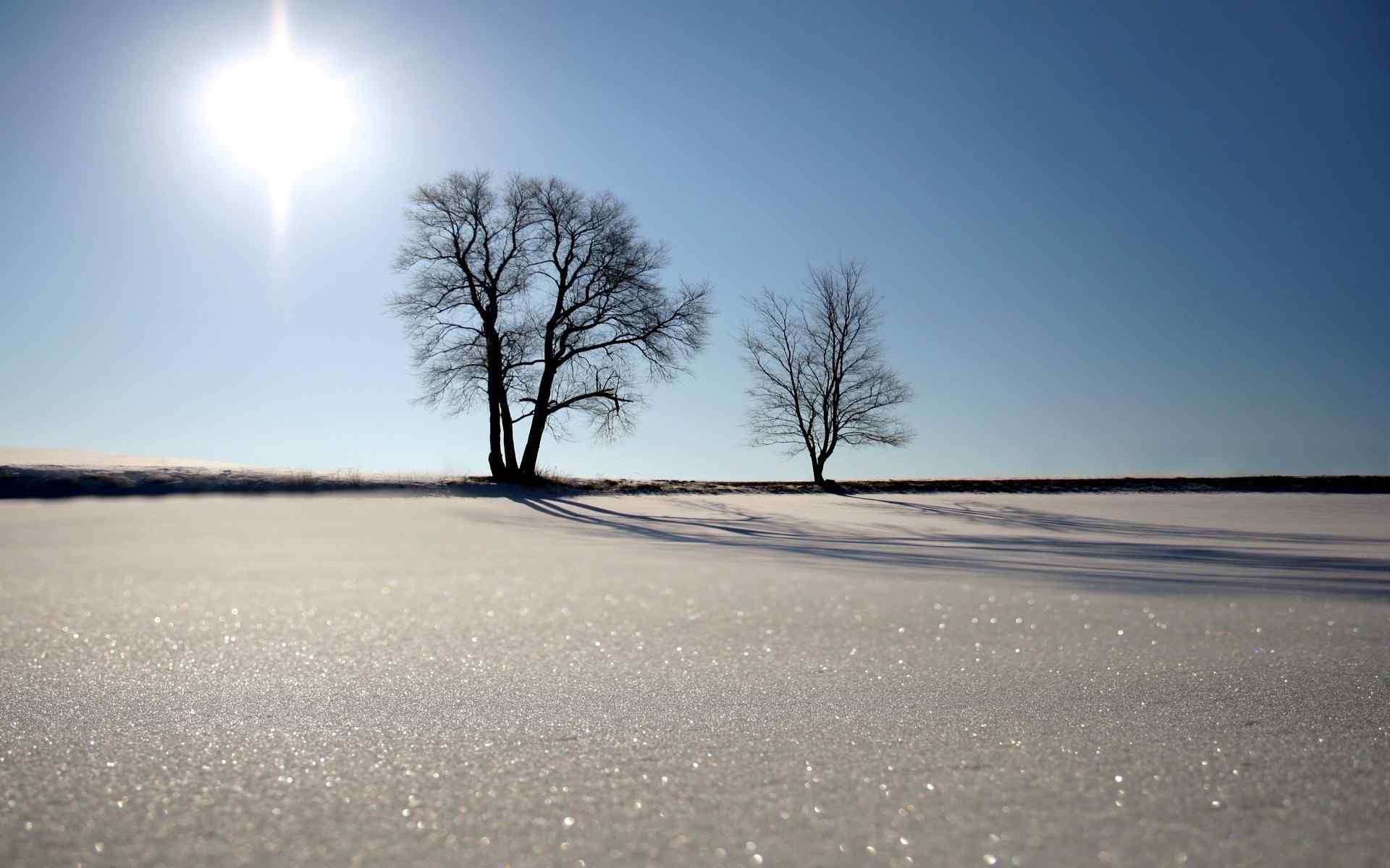 纯净雪地大树桌面壁纸