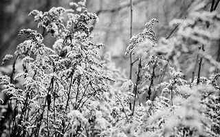 晶莹雪花摄影壁纸