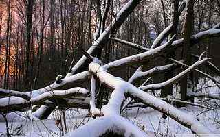 森林雪景风景壁纸