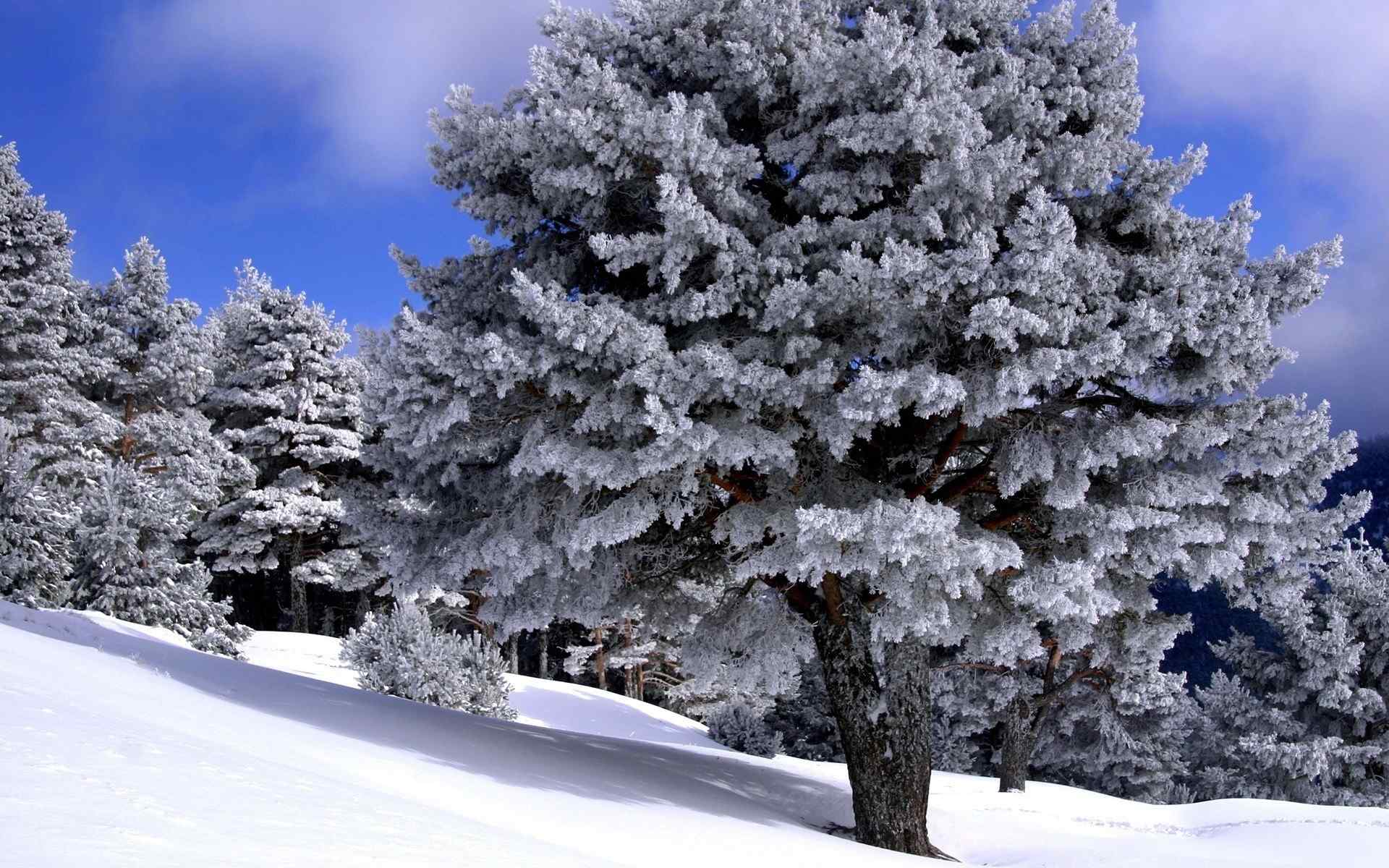 冬季雪景摄影壁纸