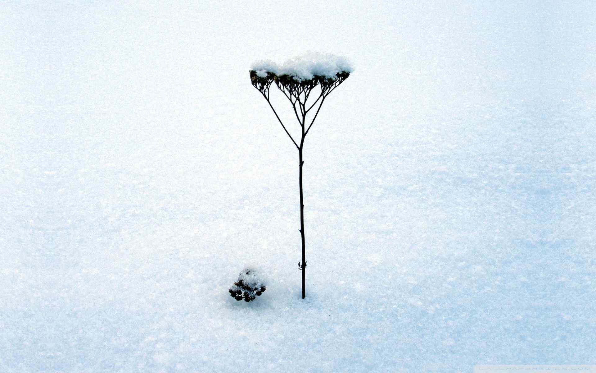 洁白雪花特写壁纸