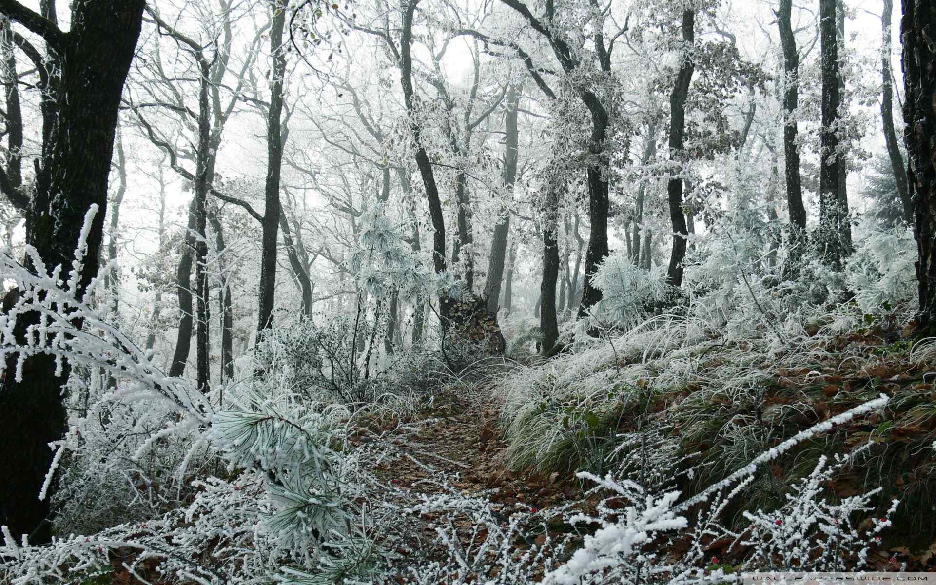 冰雪笼罩森林壁纸