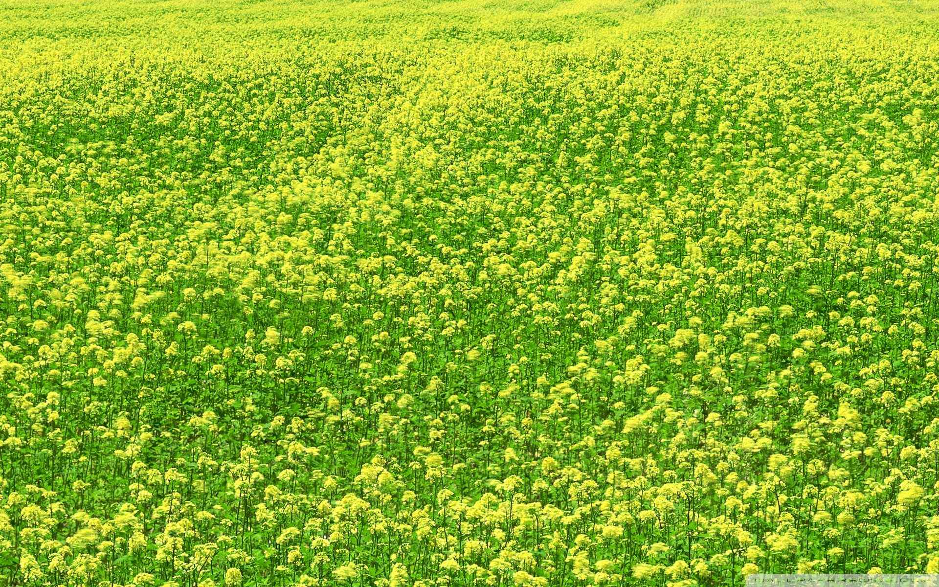 油菜花摄影桌面壁纸