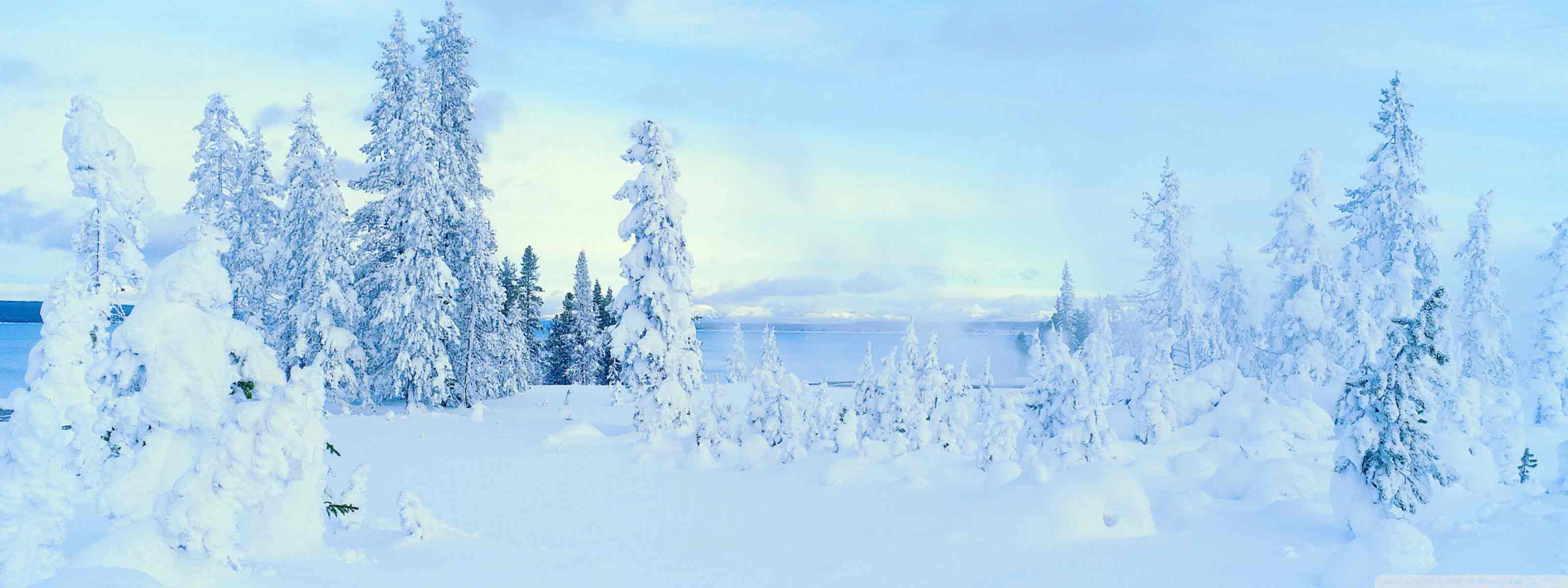 白雪笼罩森林壁纸