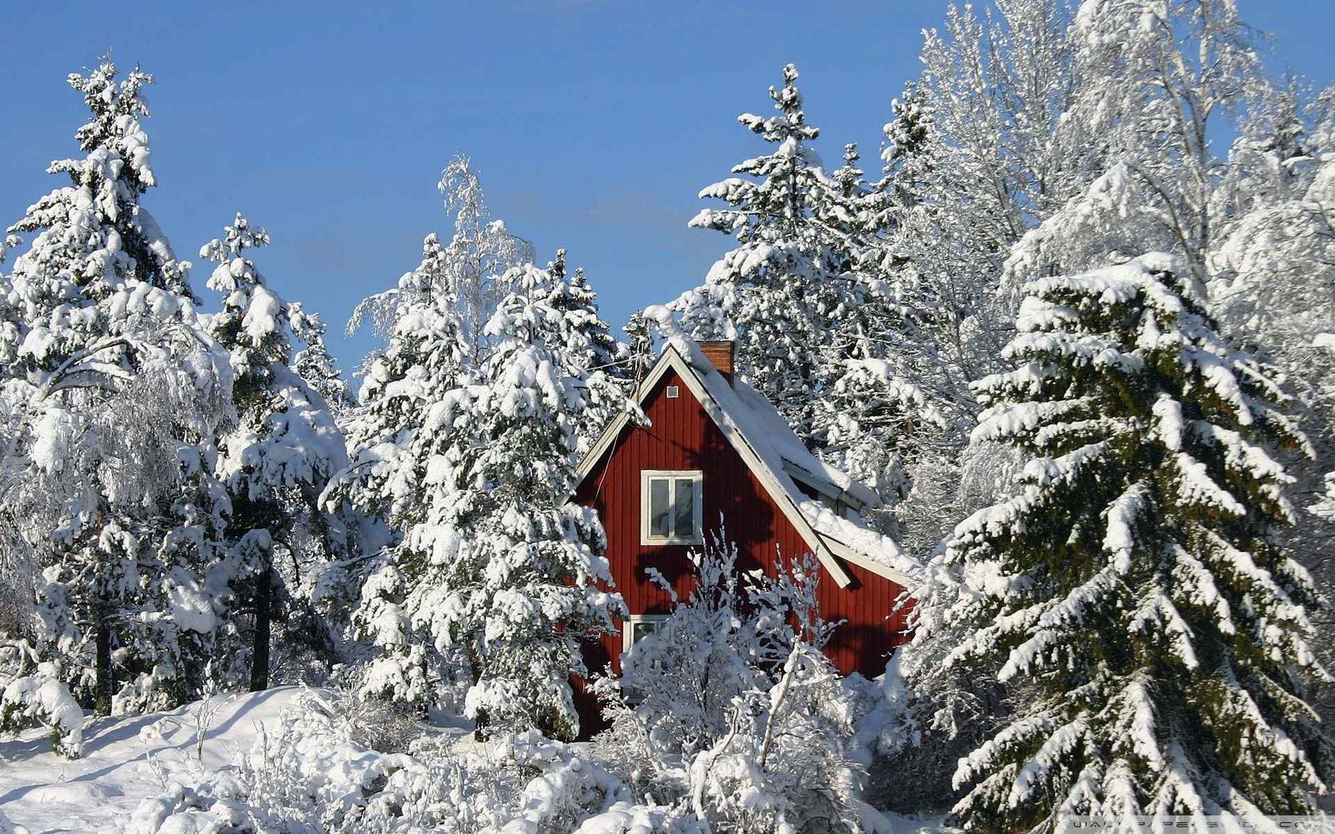 森林雪松摄影壁纸