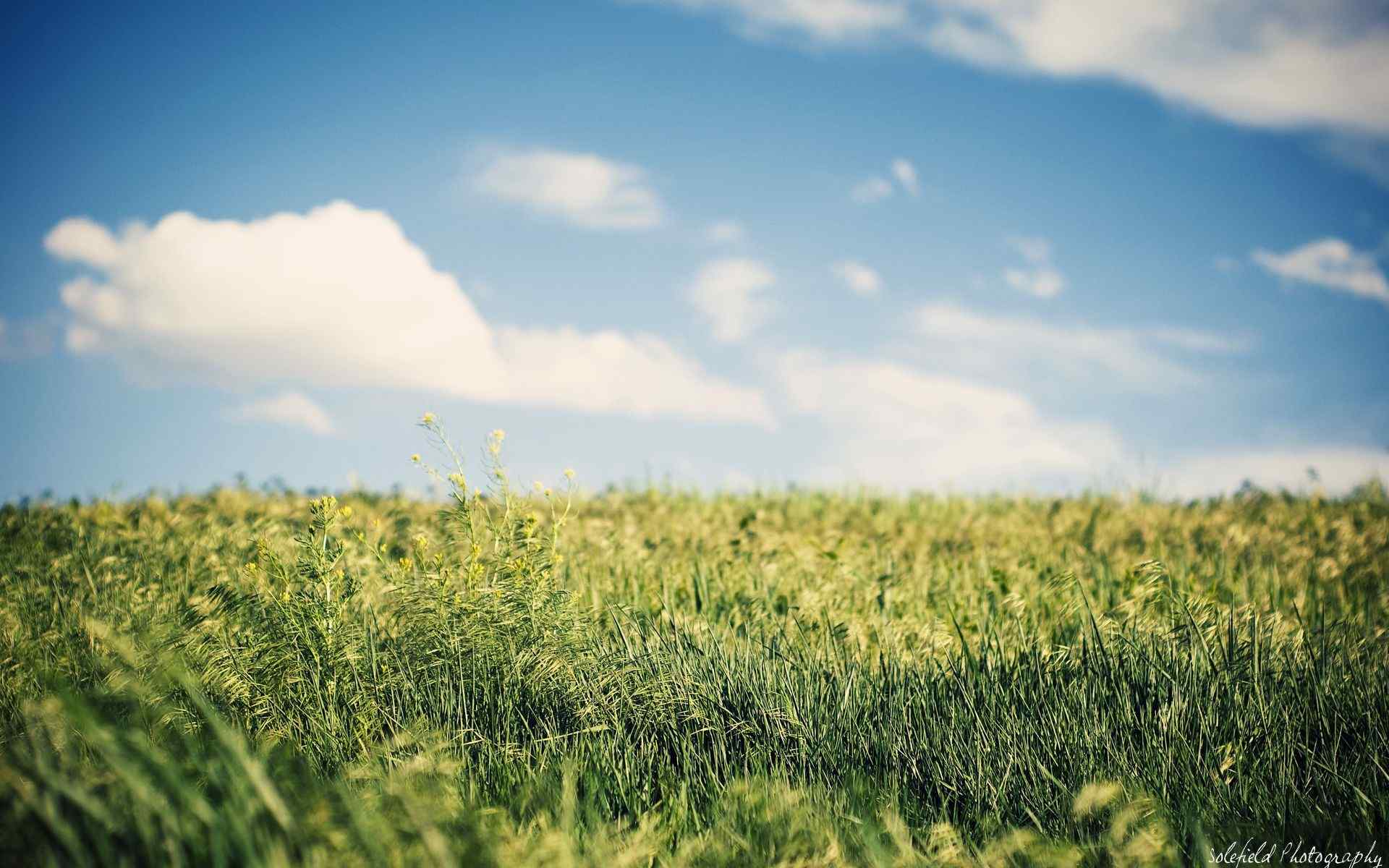 油菜花特写壁纸